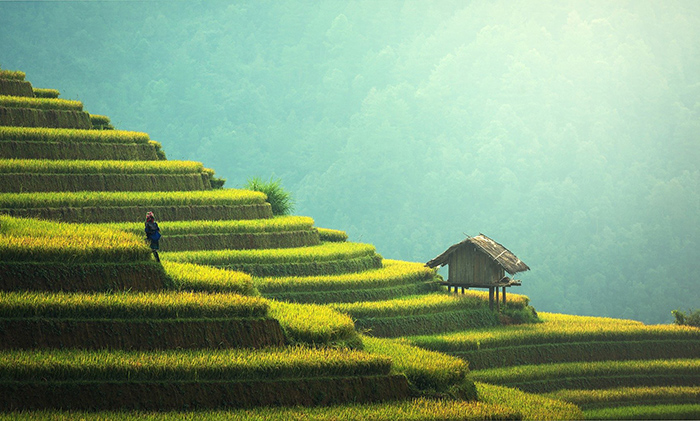 農(nóng)業(yè)機(jī)器人 農(nóng)業(yè)機(jī)器人